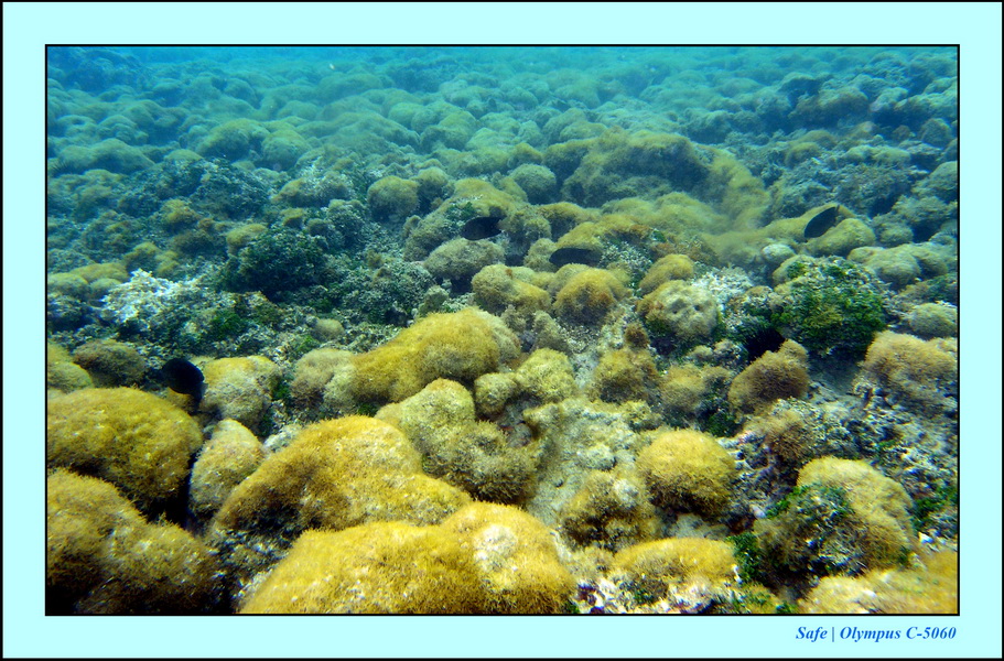 2005 - 11 - Maragogi - parc marin de gales 41.JPG